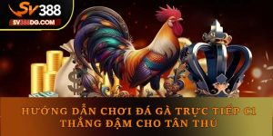 Hướng Dẫn Chơi Đá Gà Trực Tiếp C1 Thắng Đậm Cho Tân Thủ