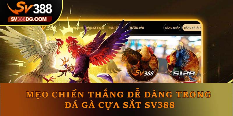 Mẹo chiến thắng dễ dàng trong đá gà cựa sắt SV388