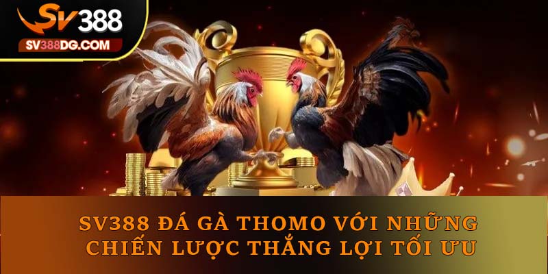 SV388 đá gà Thomo với những chiến lược thắng lợi tối ưu