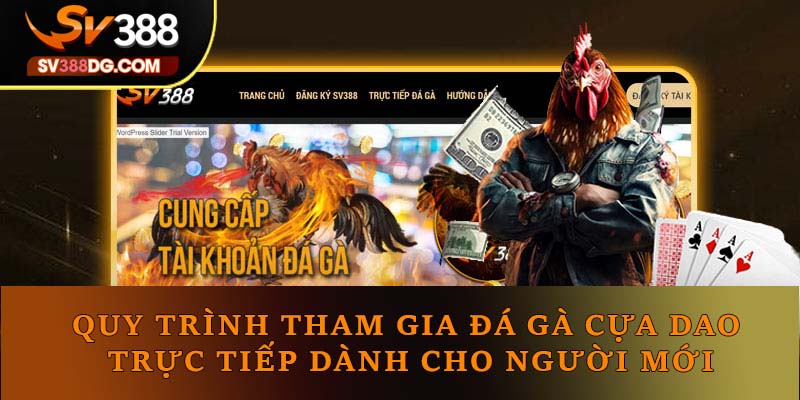 Quy trình tham gia đá gà cựa dao trực tiếp dành cho người mới